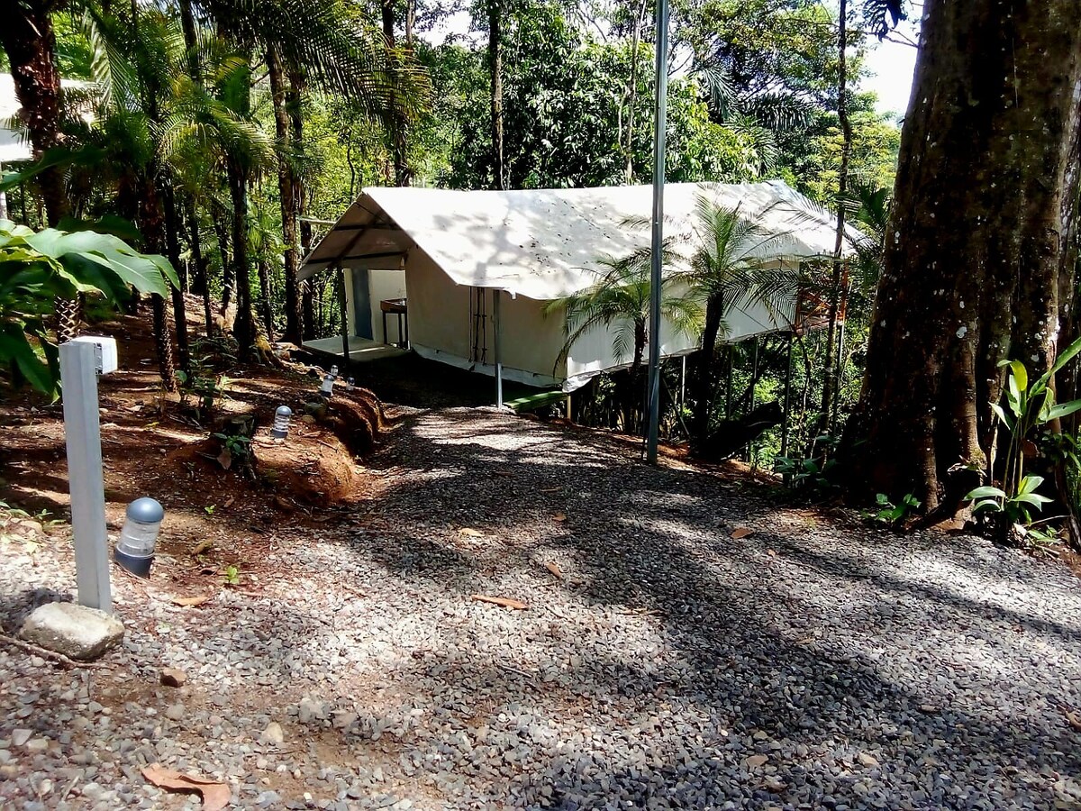 A glamping tent is set among lush greenery, elevated on stilts. A gravel path leads to the entrance, flanked by tropical plants and trees. Soft natural light filters through the surrounding foliage, creating a serene and inviting outdoor environment.
