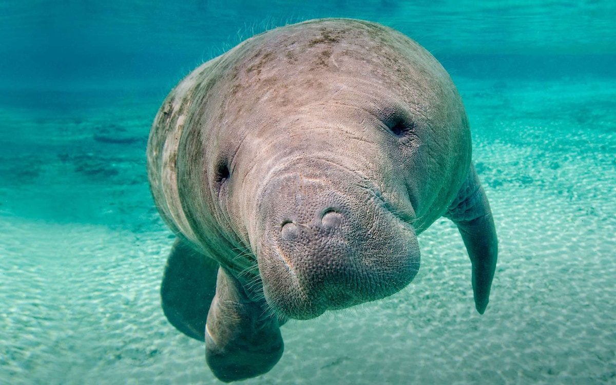 A manatee is visible underwater, displaying its large, rounded body and expressive face. The clear, turquoise water enhances the gentle features of the marine mammal, while the sandy bottom provides a soft contrast to its skin texture.