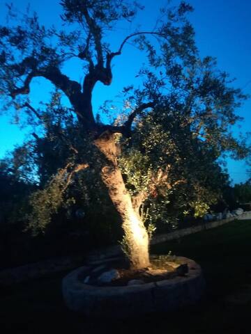 Casa Del Pino Innamorato gallery image 4