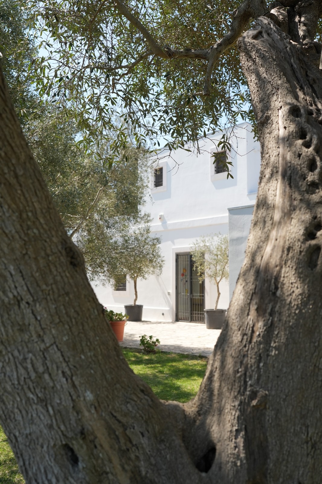 The image features a view framed by a large olive tree, showcasing a white villa. Soft sunlight illuminates the villa's exterior, which is complemented by neatly arranged olive trees in pots on either side of the entrance.