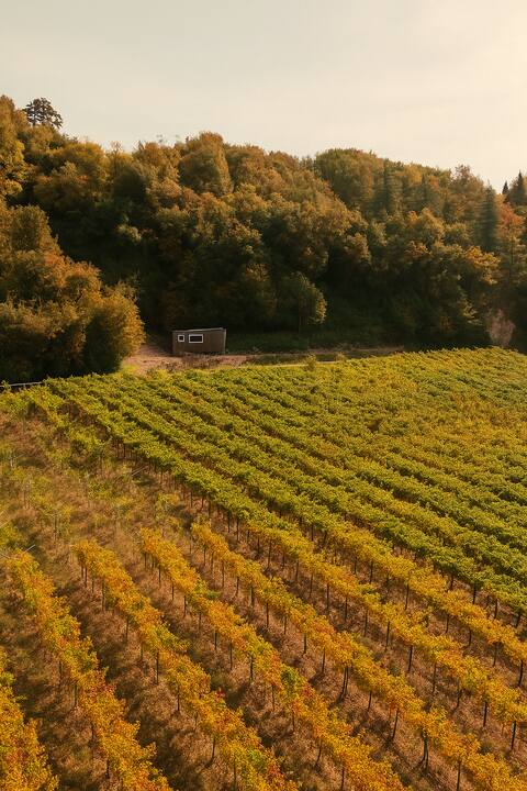 Among vineyards in the green heart of Valpolicella