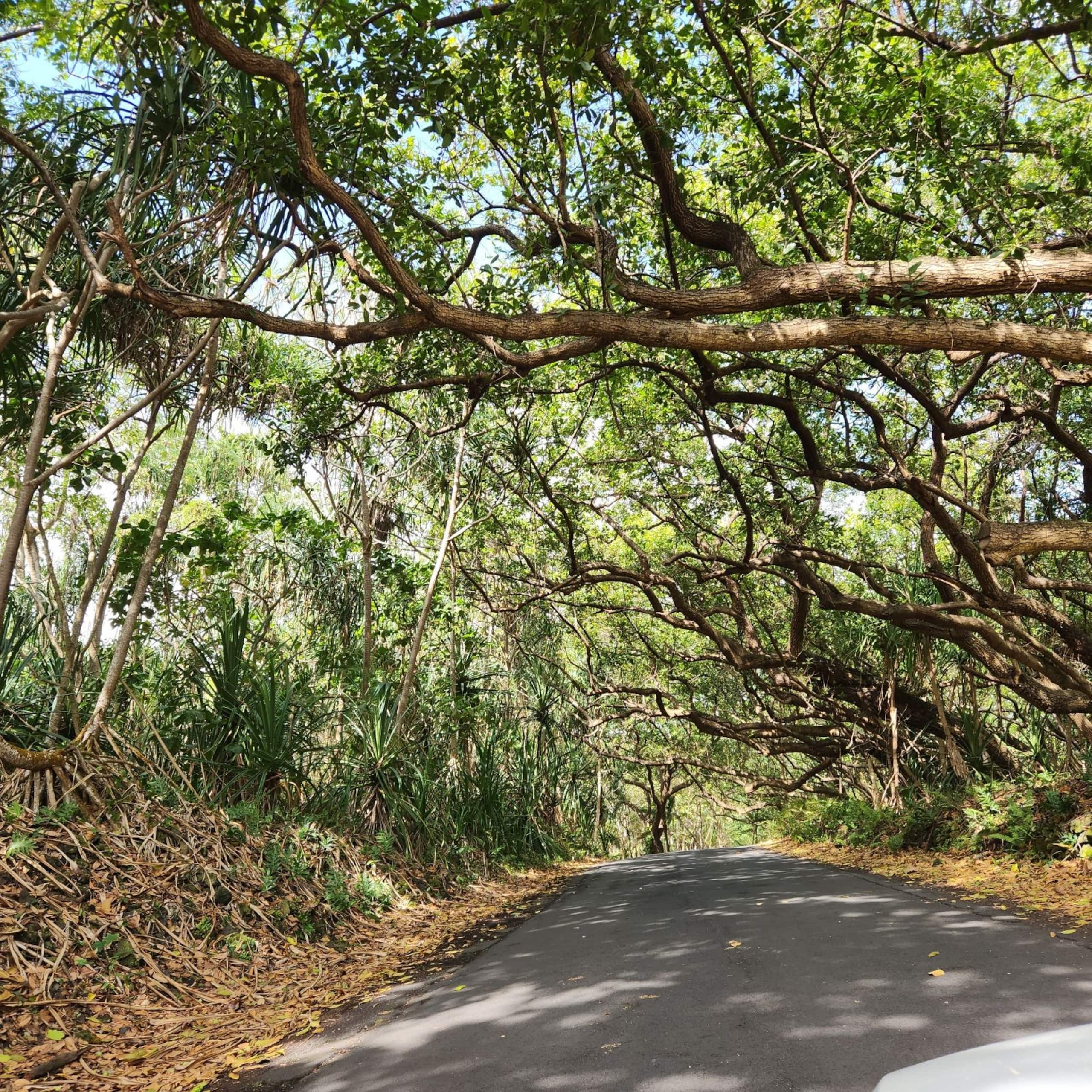Home in Pahoa · ★4.86 · 4 bedrooms · 5 beds · 3 baths - Image 89