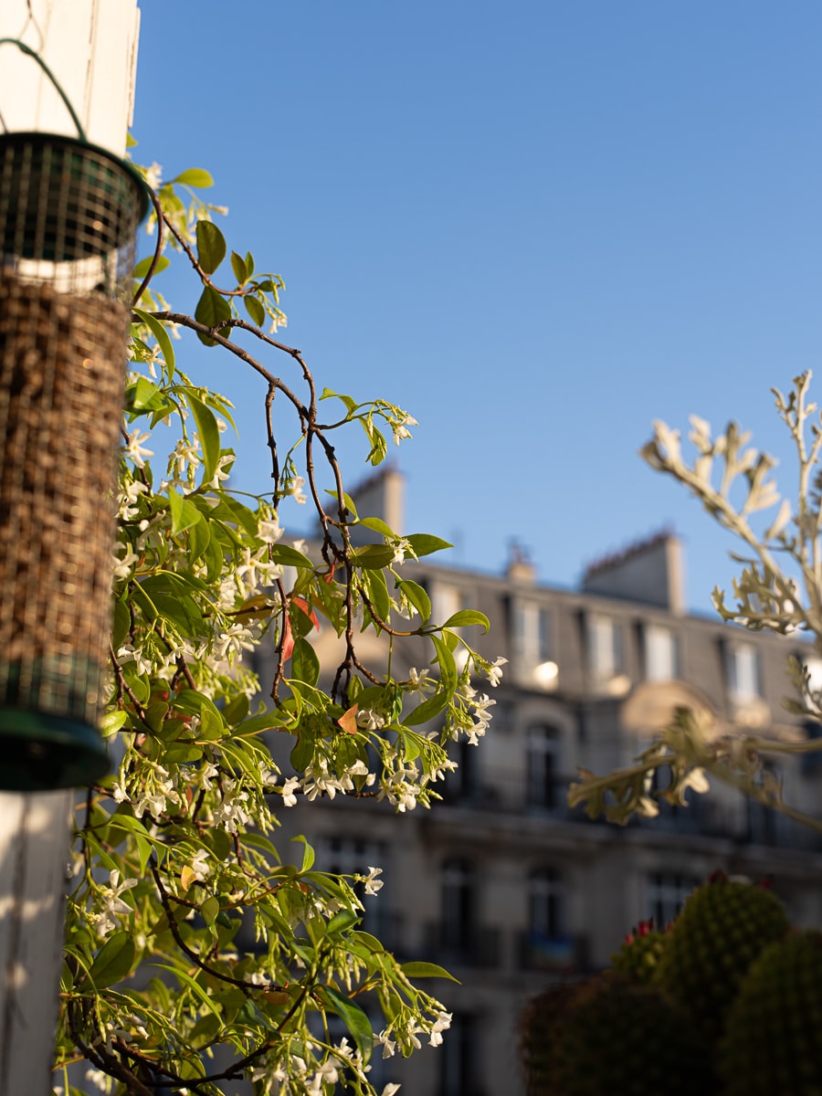 Green foliage and delicate white flowers are observed in the foreground, with a balcony railing visible in the background. Traditional Parisian buildings can be seen atop the sunny blue sky, creating a serene atmosphere that highlights urban greenery.