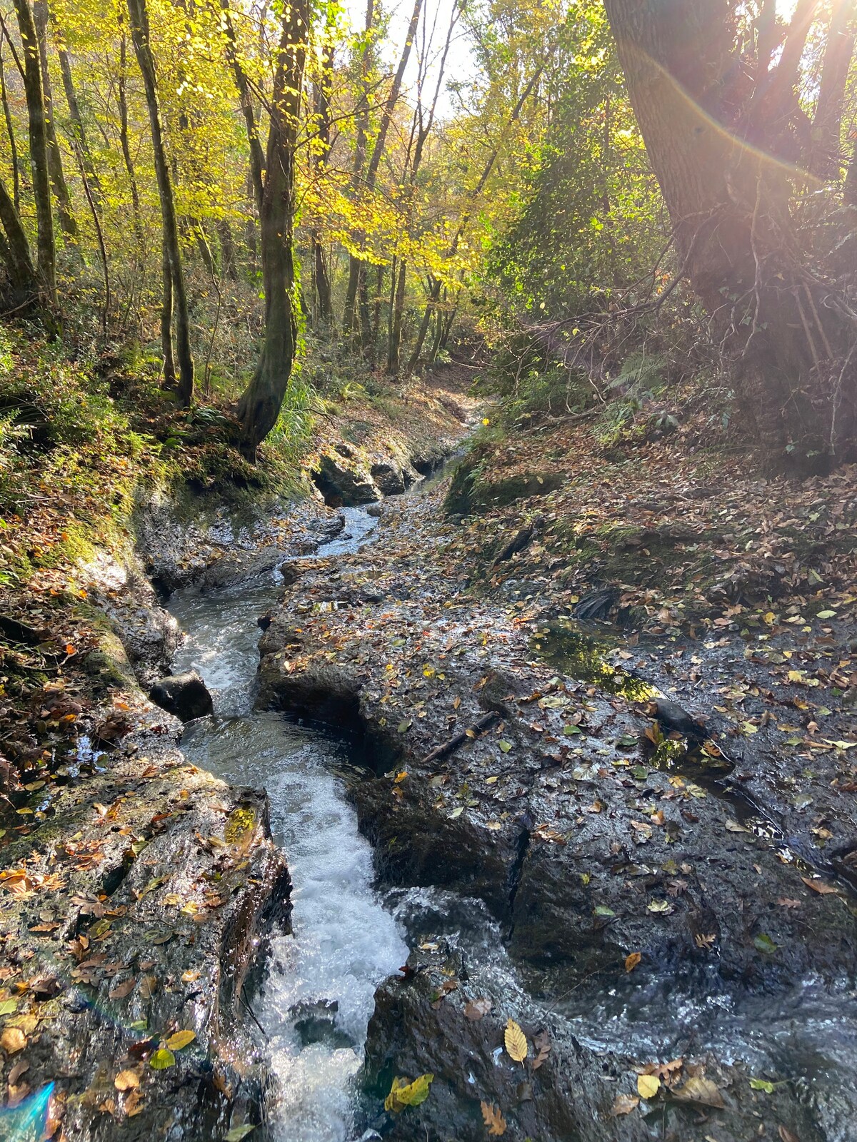 A narrow stream flows through a wooded area, surrounded by rocky banks and a carpet of fallen leaves. Trees with vibrant autumn foliage line the path, creating a serene natural environment. Sunlight filters through the branches, casting gentle light on the water.