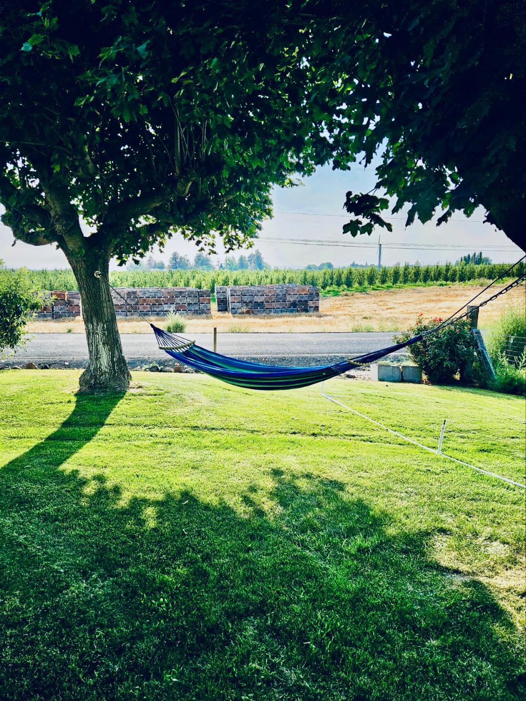 A colorful hammock is suspended between two trees, offering a relaxing spot in a grassy area. Shadows of the tree branches and hammock are visible on the ground. A view of vineyards and open fields is seen in the background, creating a tranquil outdoor setting.