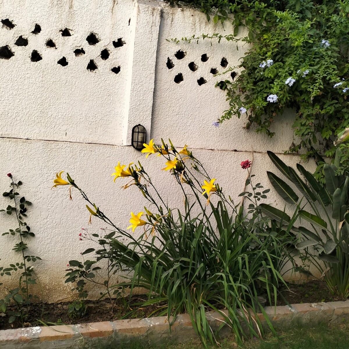 Bright yellow lilies are arranged gracefully in a garden, showcasing their vibrant petals against a textured white wall. Green foliage surrounds the lilies, contributing to the lushness of the space. The area is accentuated by trailing plants and flowers climbing the wall.