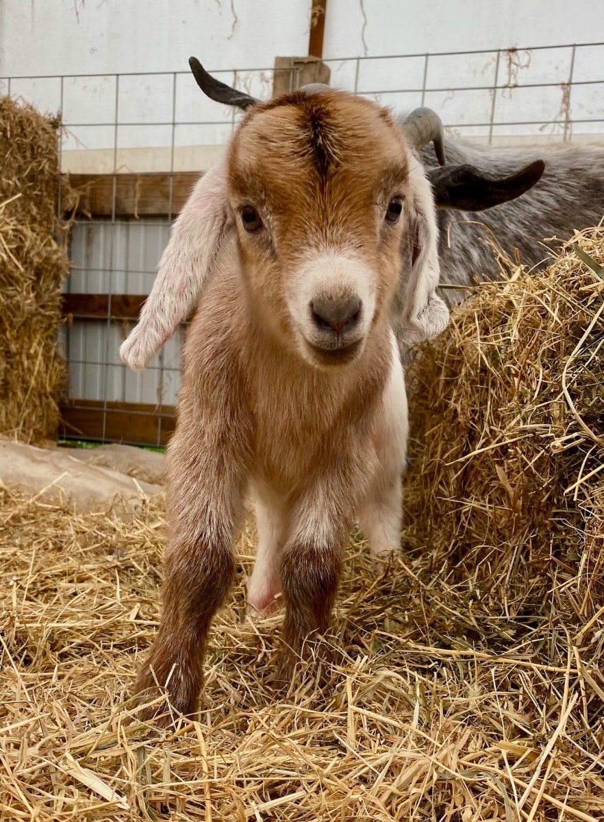A young goat stands in a barn, surrounded by straw. Its soft brown and white fur and prominent ears are clearly visible. Hay bales and wooden structures create a rustic backdrop, adding a charming element to the scene.