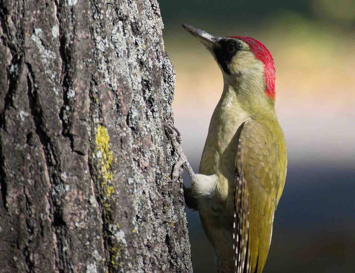 A green woodpecker clings to the textured surface of a tree trunk, showcasing its distinctive red crown and patterned plumage. The vibrant colors of the bird contrast with the rough bark, creating a visually interesting focal point in a natural setting.