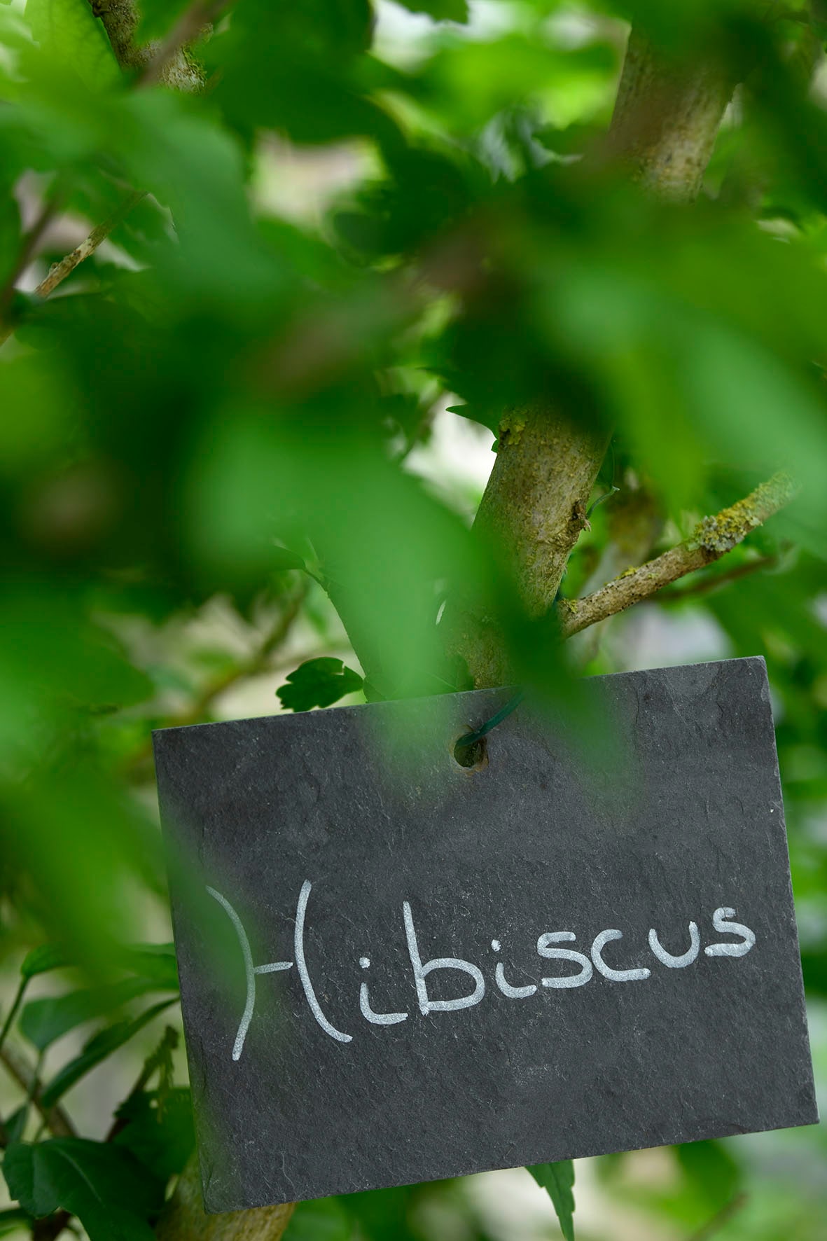 A slate sign displaying the word 'Hibiscus' is gently hanging from a branch, surrounded by lush green leaves. The vibrant foliage adds depth to the image, while the sign offers a touch of personalized charm amid the natural setting.