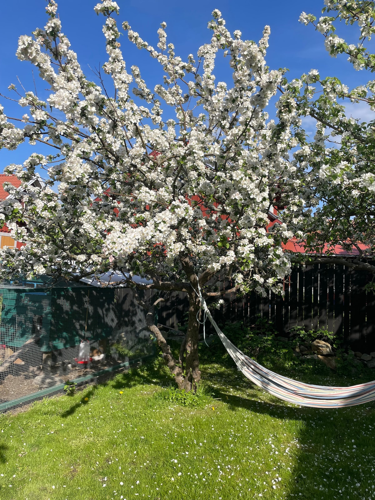 A blooming tree covered in white flowers is set against a clear blue sky. A hammock is hung between the tree and a wooden fence, offering a relaxing space in the lush green grass below.