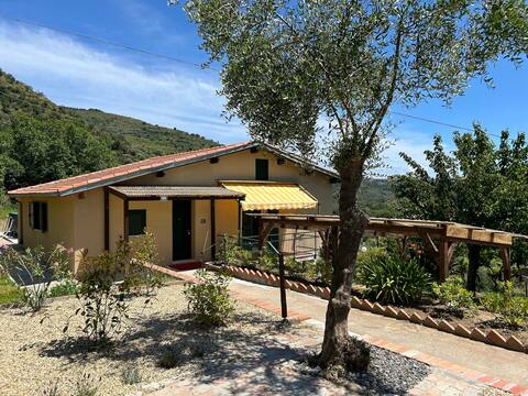 The House in the olive trees, with a pool