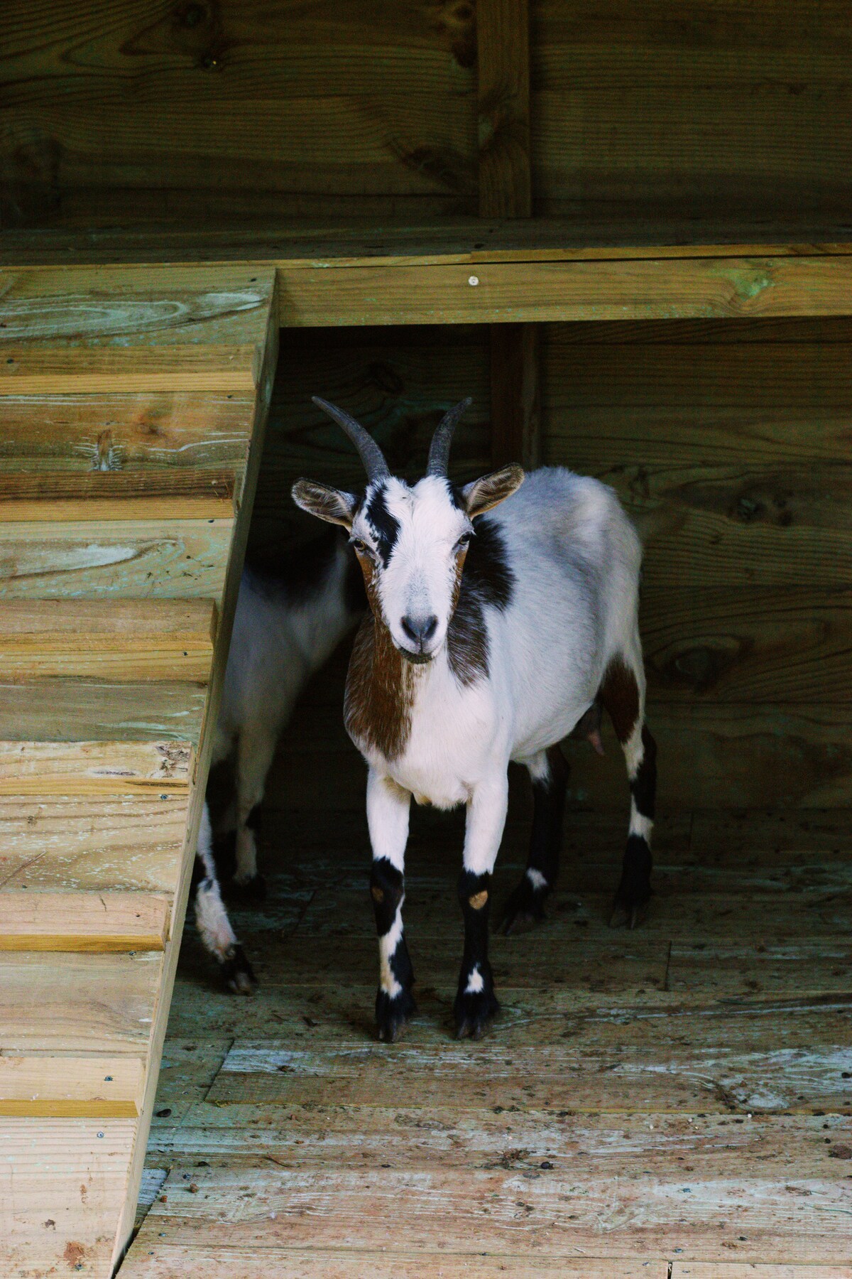 A goat is positioned near the entrance of a wooden structure, highlighted by natural wooden steps. The goat presents distinct black and white markings, with a slight brown patch on its face. The surroundings are rustic, featuring a wooden floor that enhances the natural setting.