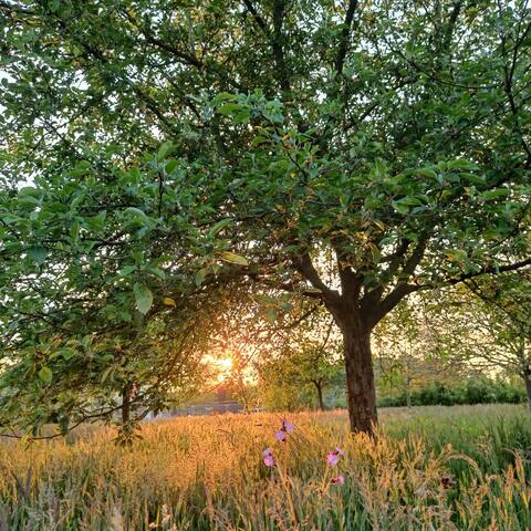 Enjoy Lush Nature, Sunny Garden, Cozy Farmhouse