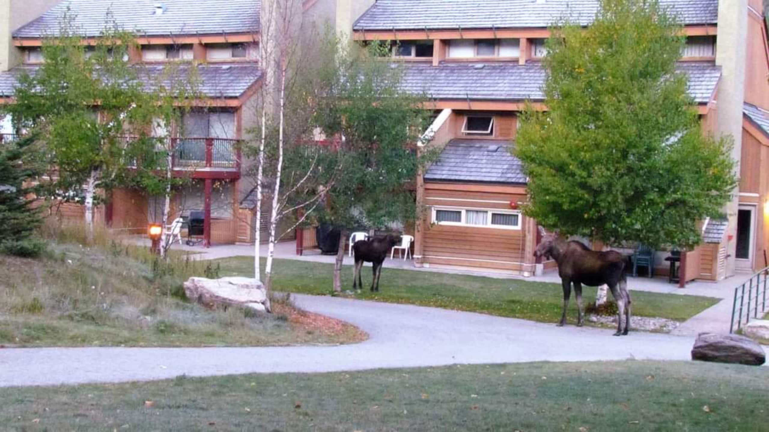 2 BDRM | Toby Creek Lodge | Great Location - Photo 24