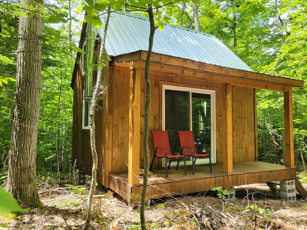 A wooden cabin stands surrounded by lush green trees, featuring a metal roof. Two red chairs are positioned on the small porch, offering a secluded spot to enjoy the forest views. Large windows provide natural light to the interior space.