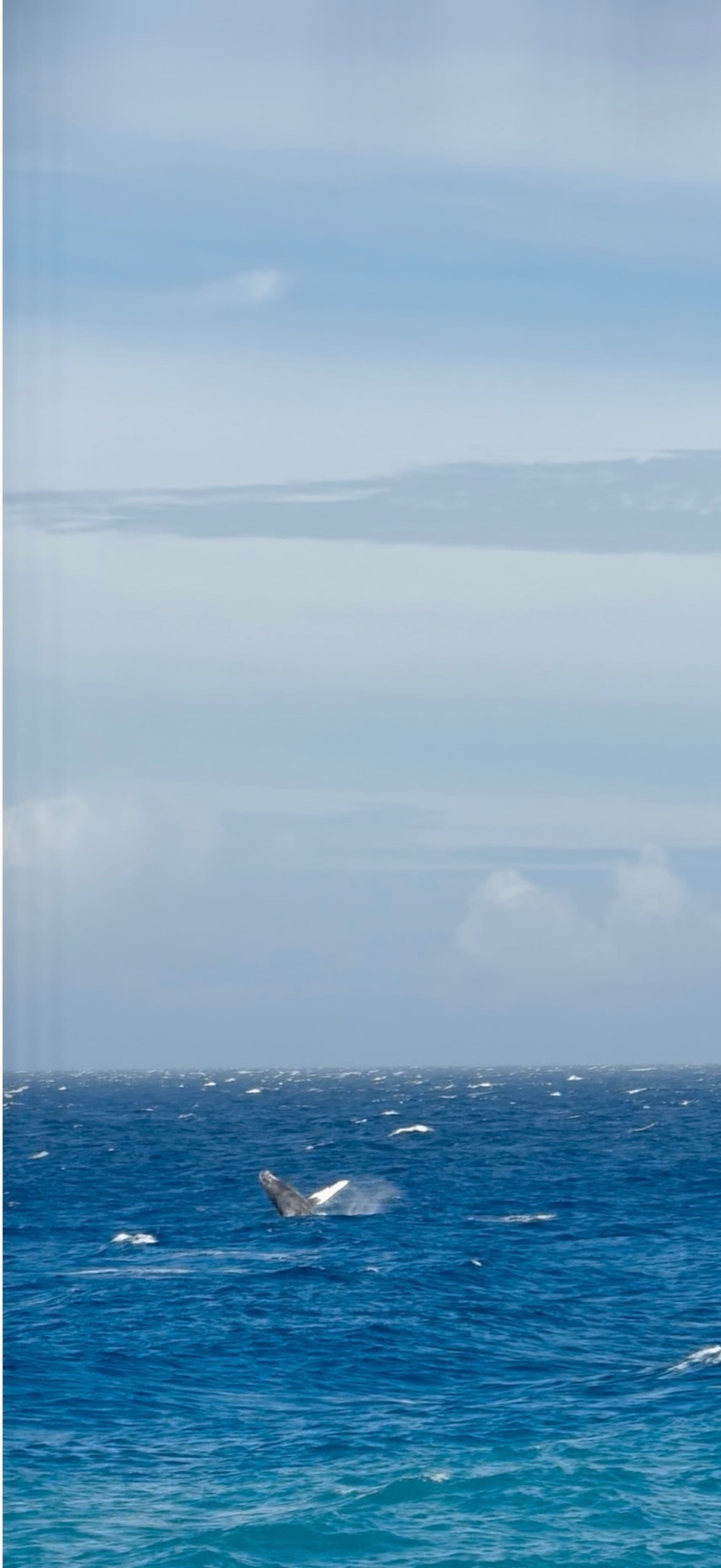 180° Ocean View with AC, see Wildlife from Lanai - Image 33