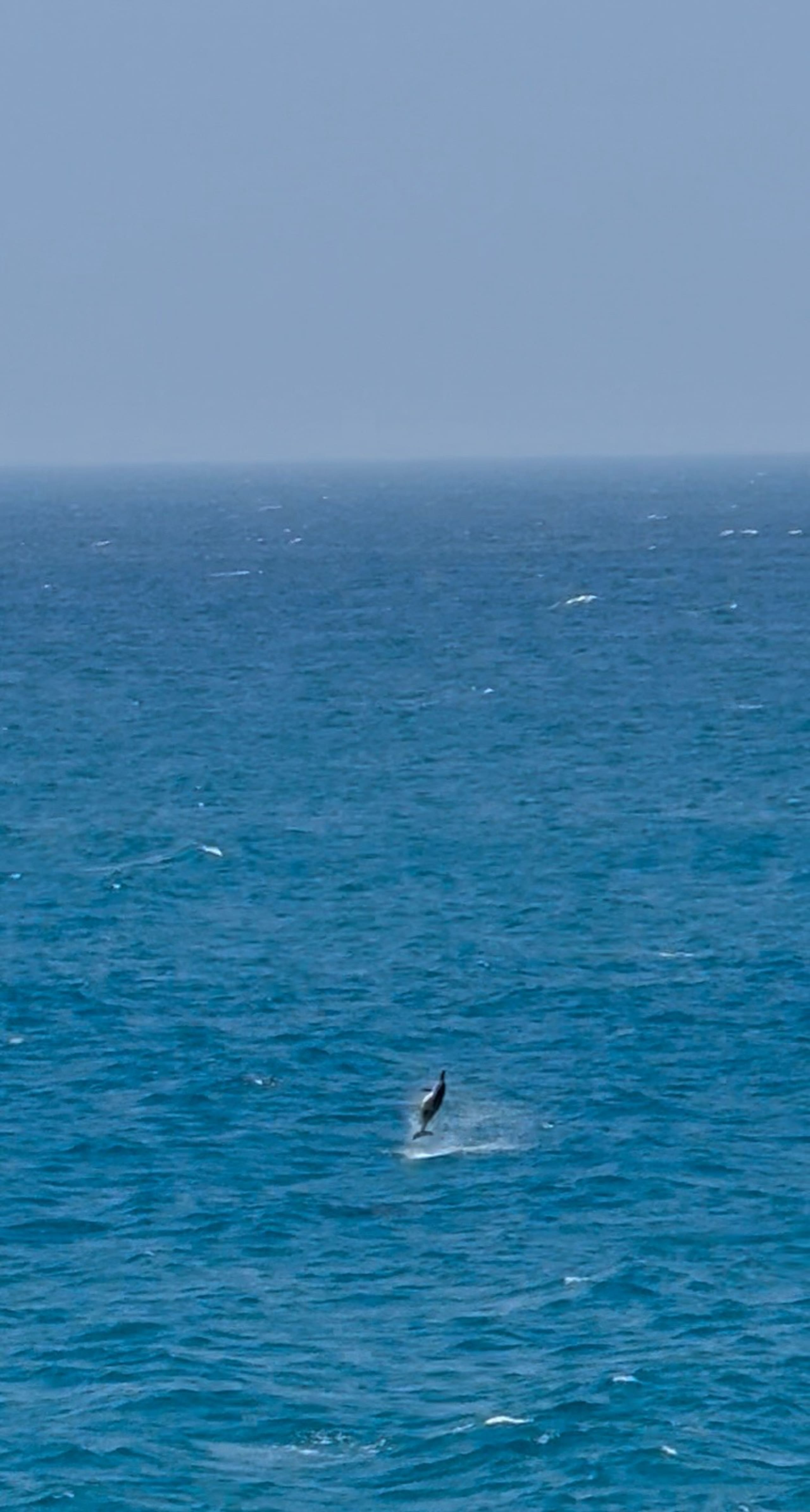 180° Ocean View with AC, see Wildlife from Lanai - Image 34