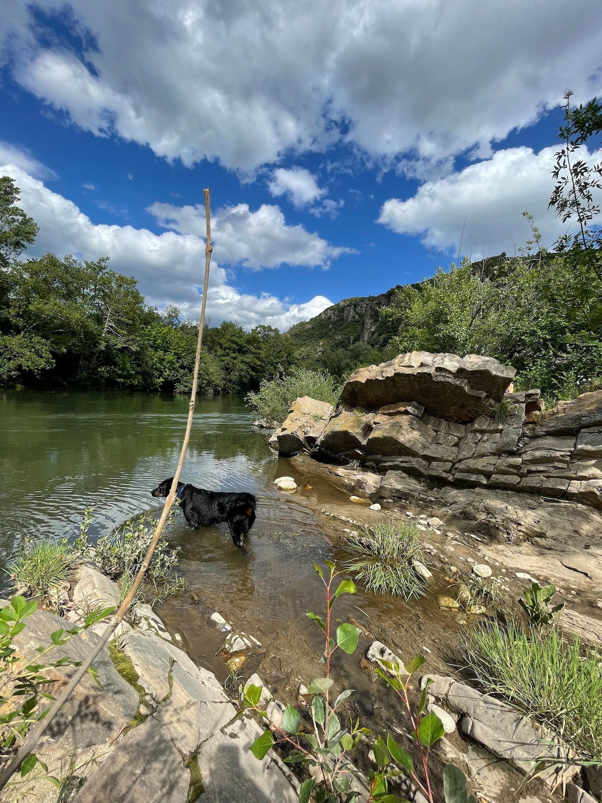 A calm river scene is captured, with lush greenery lining the banks. A black dog wades in the water near a rocky outcrop, surrounded by gentle waves reflecting the blue sky dotted with fluffy clouds. The tranquil atmosphere invites relaxation and nature appreciation.