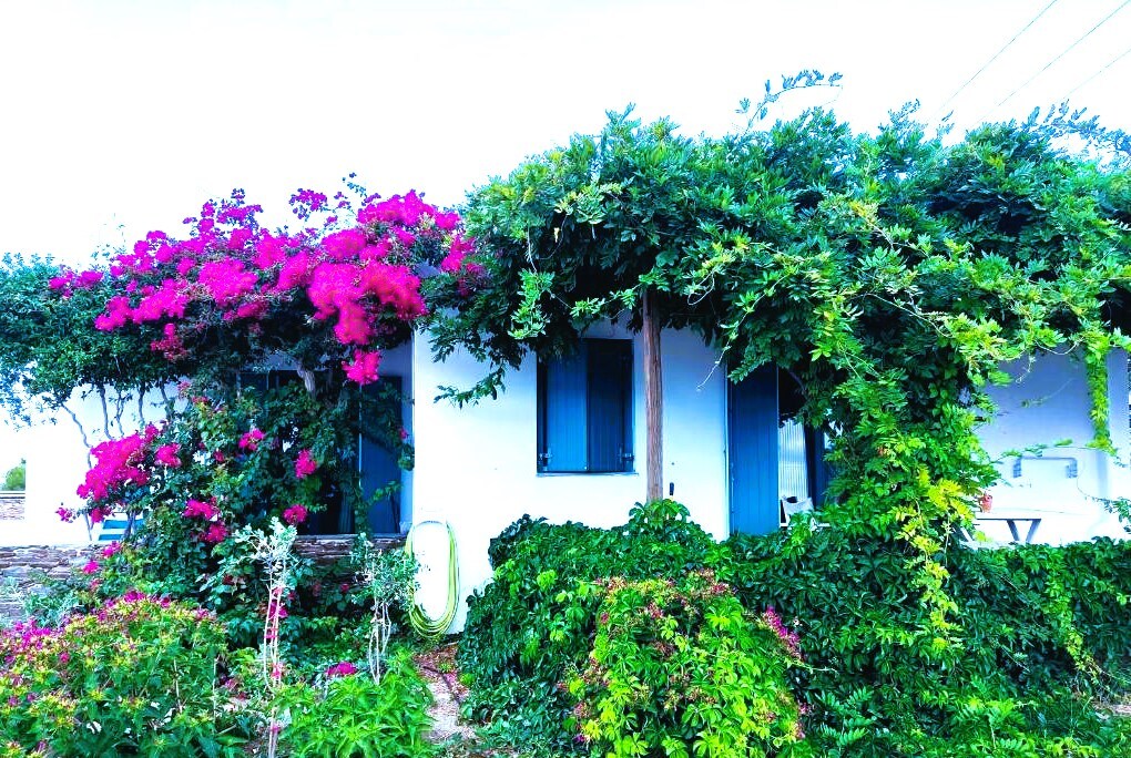 The exterior of a charming house is adorned with vibrant pink and green foliage. Bougainvillea climbs along the walls, while lush greenery creates a natural tapestry. Blue shutters provide a soft contrast against the white structure, enhancing the inviting appearance of the home.