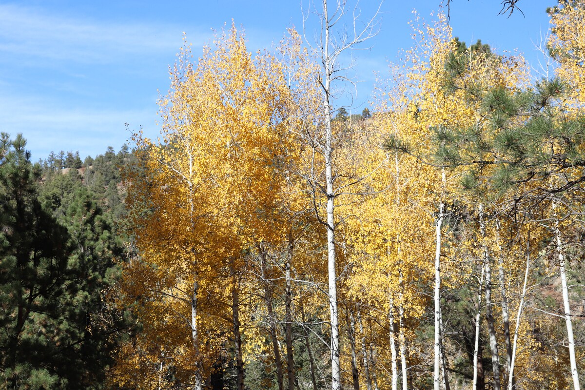 겨울의 안식처, 얼음 성 근처 | 스노우슈 트레일 - 플로리전트(Florissant)의 농장 체험 숙소에서 살아보기, 콜로라도, 미국  - 에어비앤비