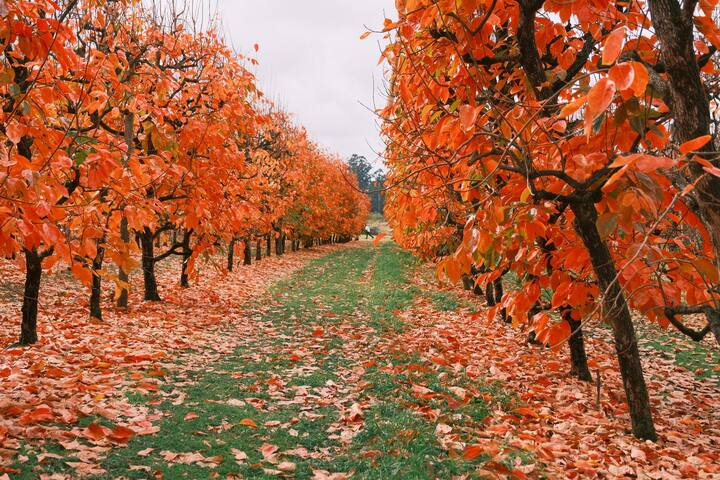 Perth Hill Poolside Paradise BBQ,Mini golf,Airport gallery image 3