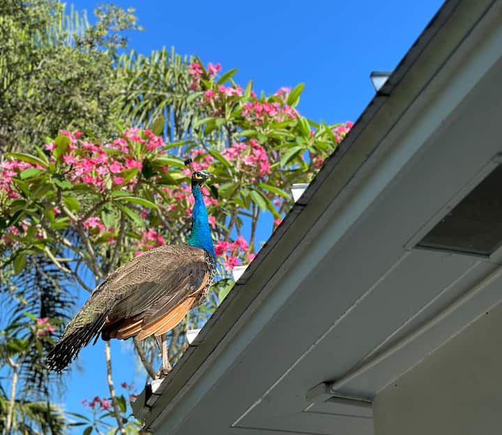 Charming Coconut Grove Cottage - Miami, FL