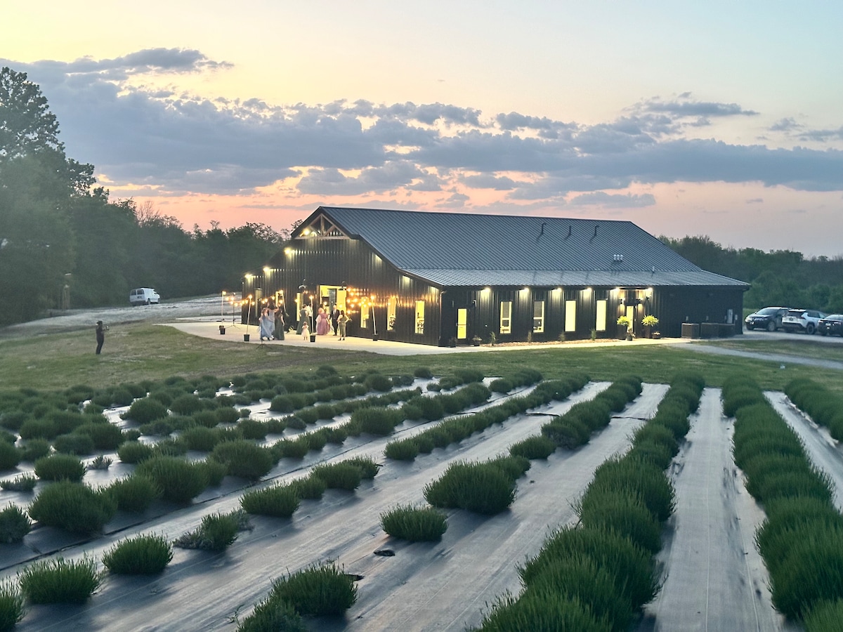 A modern black barn with illuminated windows serves as a gathering space, surrounded by well-maintained rows of lavender fields. The sky transitions to dusk, displaying soft hues, while guests are seen mingling outside, creating a peaceful outdoor environment.
