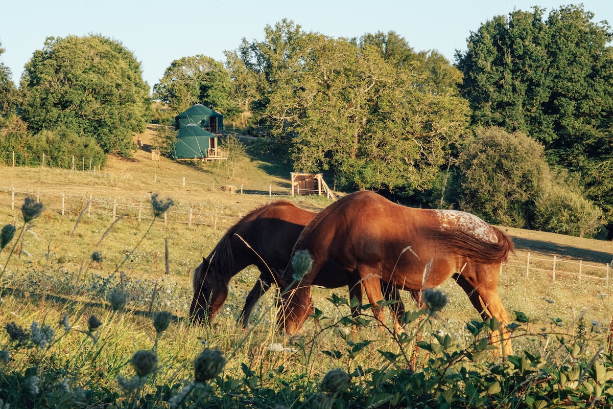 Two brown horses graze peacefully in a green pasture, surrounded by wildflowers and tall grasses. In the background, a yurt is visible among the trees, with a wooden path leading up to it, highlighting the serene natural setting.