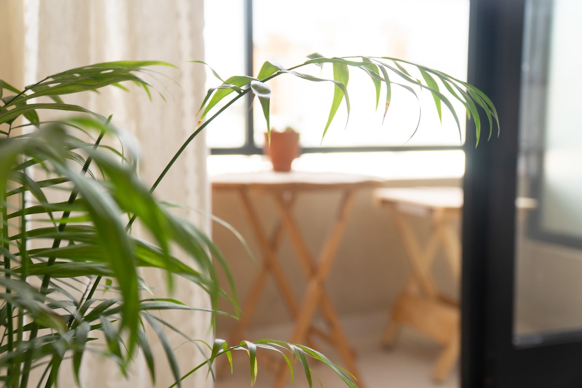 A close-up of a green indoor plant with delicate, arching leaves can be seen in the foreground. In the background, two light wooden tables are positioned near a bright window, illuminated by natural light filtering through sheer curtains.