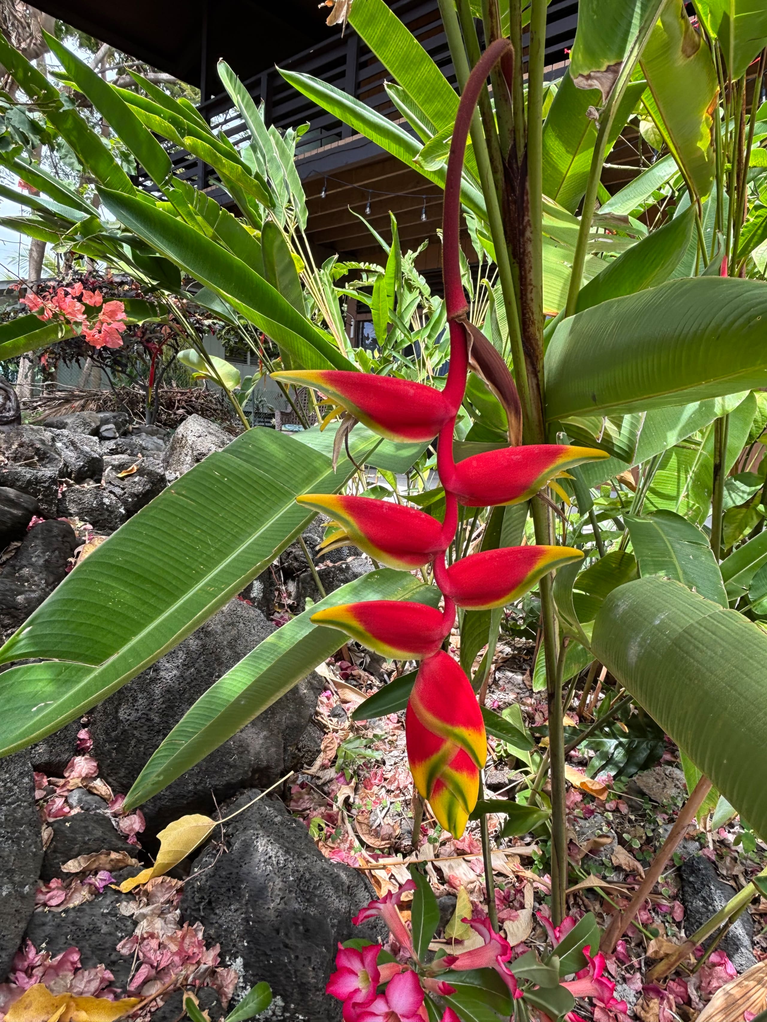 Apartment in the Heart of Kona - Photo 25