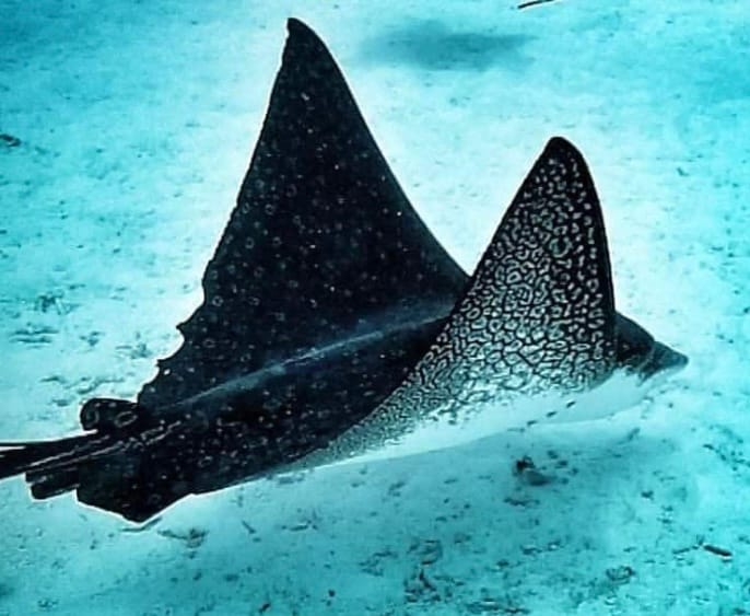 كوخ خشبي كوهو على ركائز، 
مجهزة بـ: - ماستر (140/190) - الناموسية على غرار الناموسية (المطر) 
دش داخلي خاص 10 لتر/شخص
                                     - ضربات جافة متصلة
