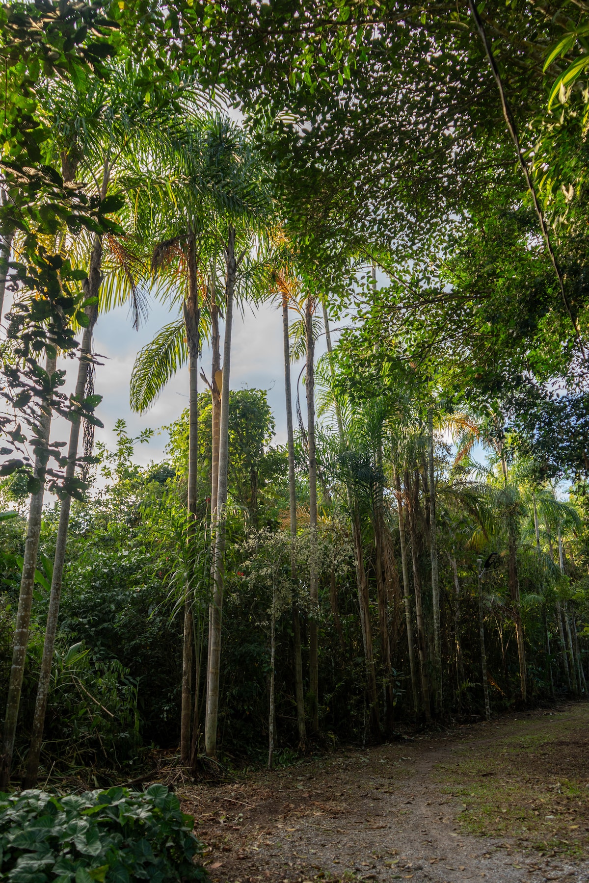 Tall palm trees rise along a winding path, surrounded by lush greenery. The dense foliage creates a natural canopy, filtering soft light that enhances the vibrant colors of the plants. The scene invites exploration and appreciation of the surrounding biodiversity.