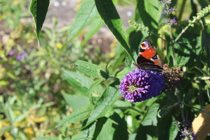 Annonsbild 20