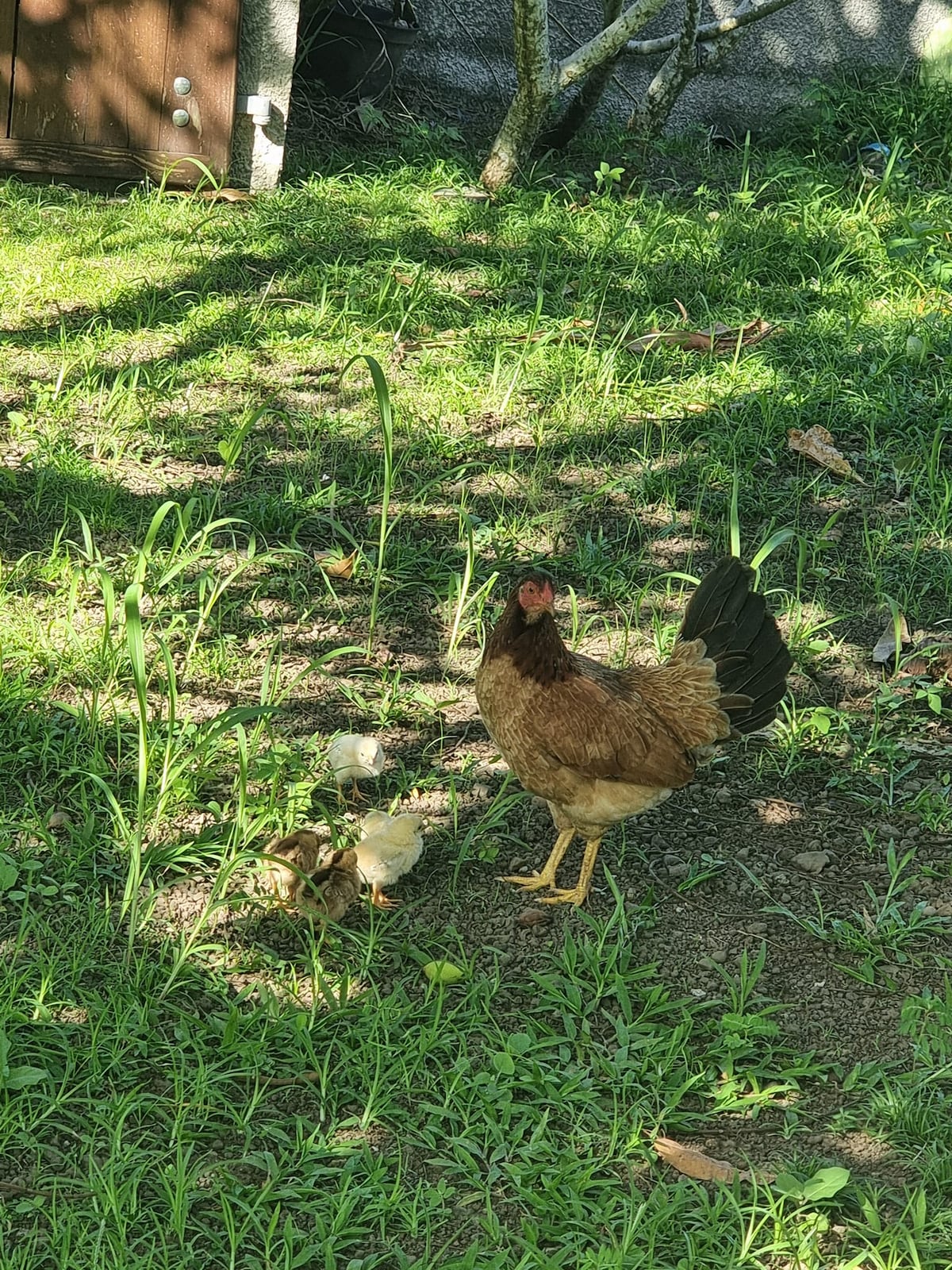 A hen stands on grassy terrain, accompanied by several chicks. The scene is naturally lit, showcasing the hen's brown feathers and the soft yellow of the chicks. They are situated in a peaceful outdoor setting, with a blurred background of greenery.