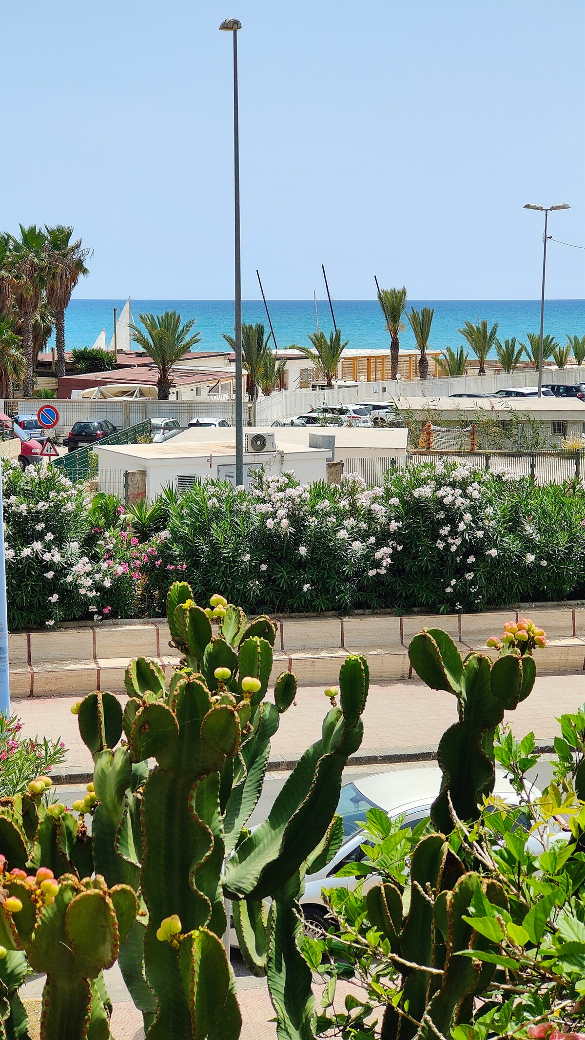 The image shows a vibrant coastal scene, with lush green cacti in the foreground. In the background, a sandy beach is visible, framed by palm trees and a clear blue sky. The tranquil Mediterranean Sea extends towards the horizon.
