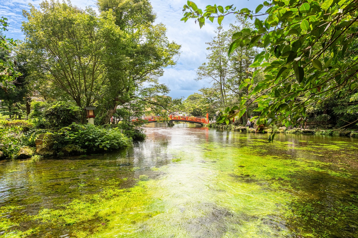 A serene view of a lush landscape features a tranquil pond with green algae covering the water's surface. A wooden bridge with bright red railings spans the pond, surrounded by trees and vibrant foliage, creating a peaceful natural setting.