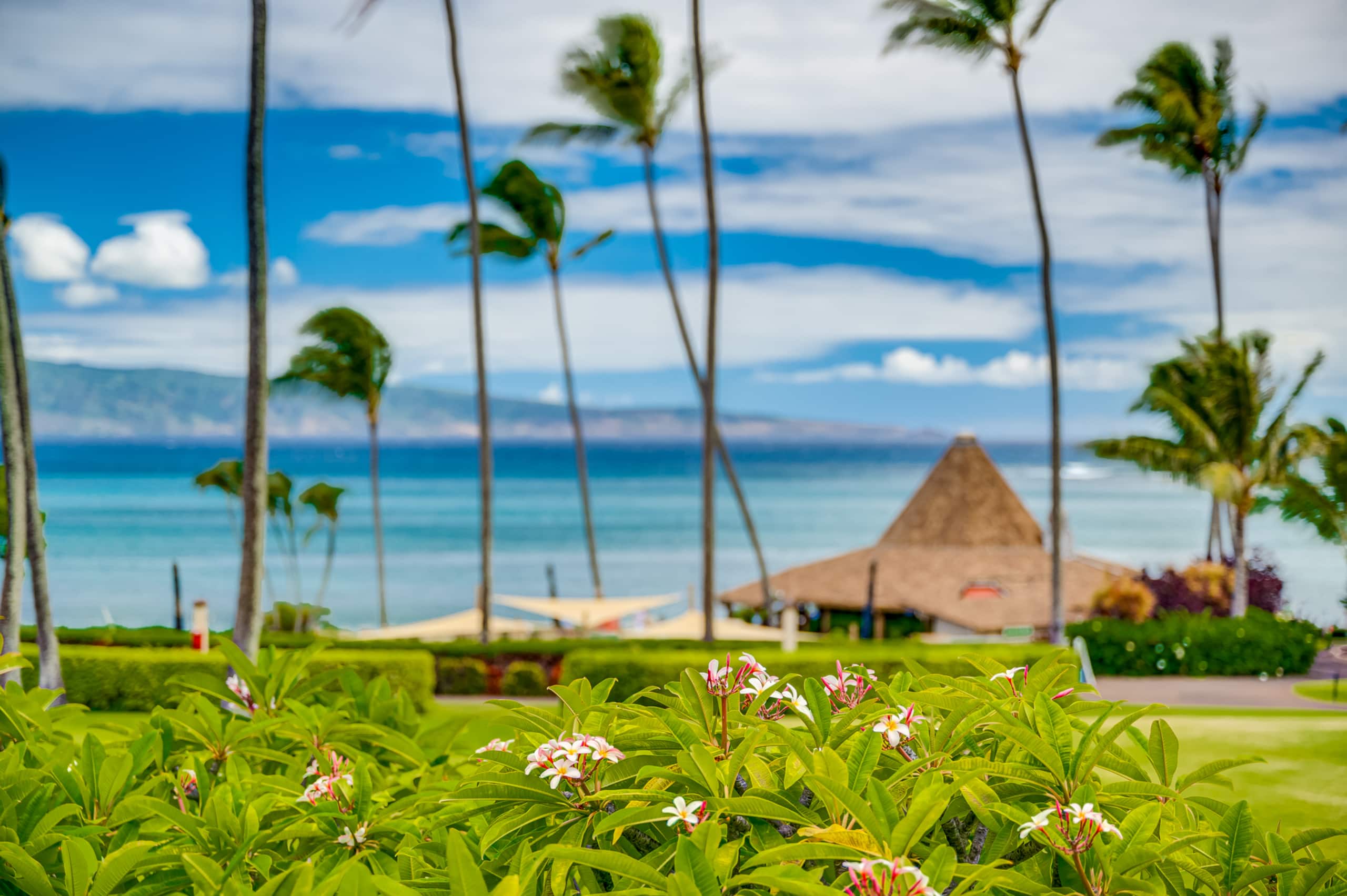 Condo in Lahaina · ★4.98 · Studio · 1 bed · 1 bath - Image 36