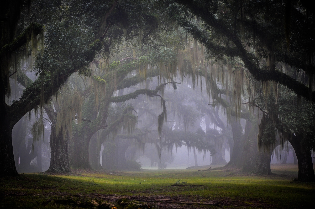 A serene landscape is depicted, featuring large live oak trees draped with Spanish moss. A soft mist envelops the area, creating a peaceful atmosphere. The expansive green grass below is bordered by winding pathways, inviting exploration among the tranquil setting.
