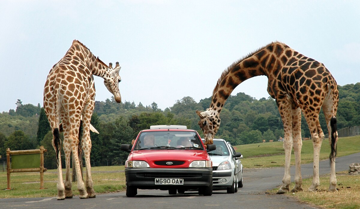 Two giraffes are seen interacting closely with vehicles on a roadway. Their long necks extend gently toward a red car, while another car is positioned nearby. A green landscape and trees are visible in the background, suggesting a setting in a wildlife park.