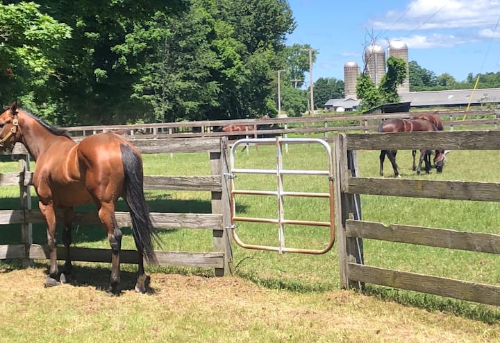 Views - Horse Farm near Saratoga - Apartments for Rent in