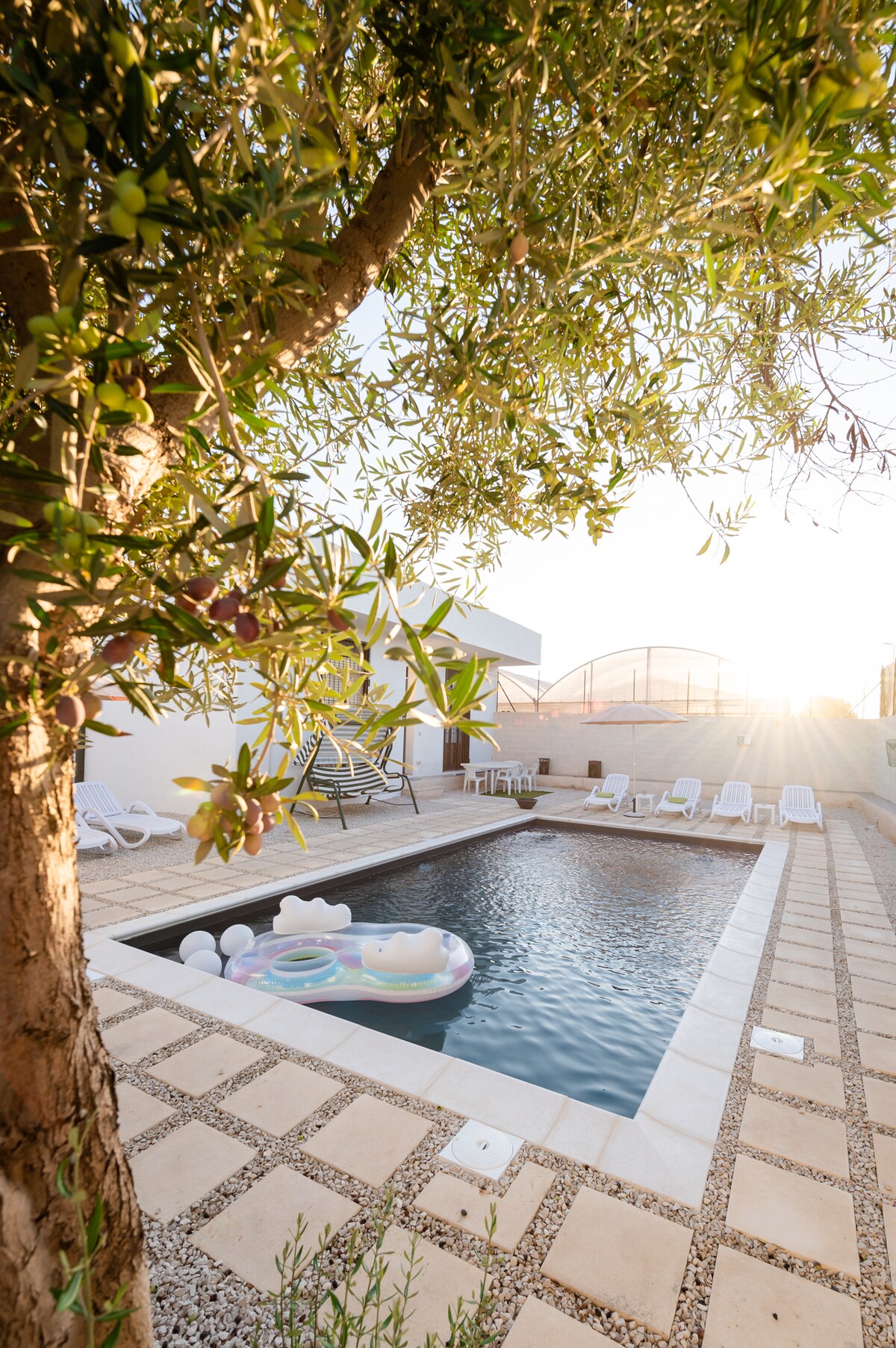 A tranquil pool area is surrounded by olive trees, showcasing a rectangular pool with a light-colored patio. Sun loungers are positioned around the pool, and a colorful inflatable float is visible on the water, with soft sunlight highlighting the serene atmosphere.