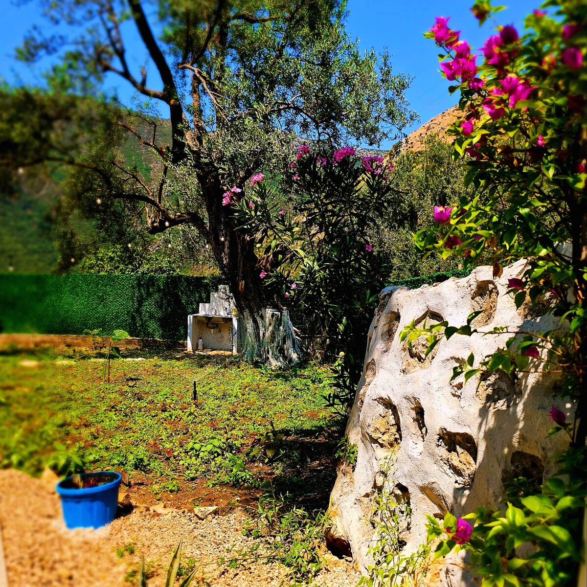 A peaceful outdoor area features lush greenery with blooming pink flowers framing the view. A stone wall adds texture, while a blue planter sits on the ground. An olive tree provides shade, enhancing the serene ambiance of the garden.
