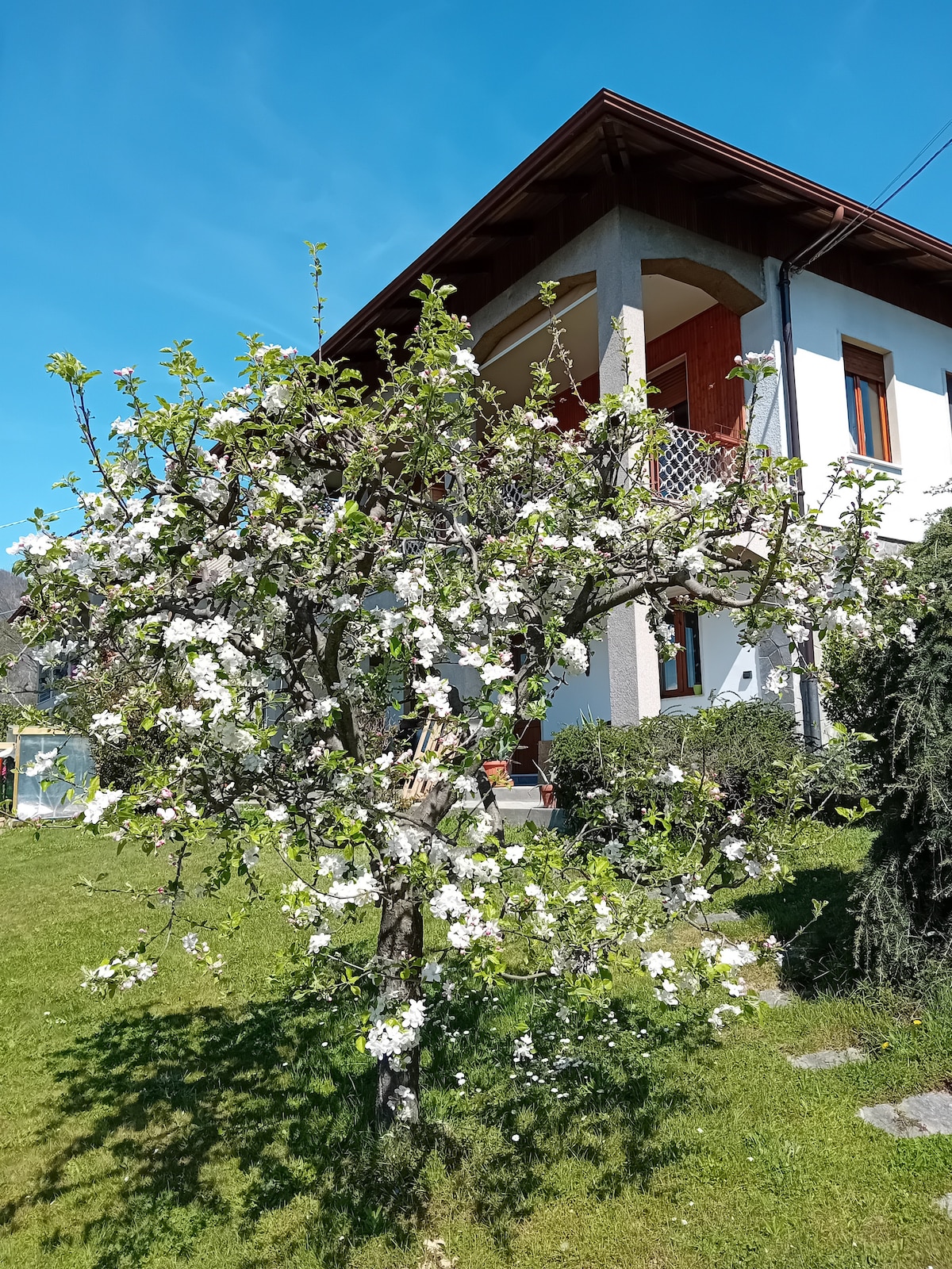 A flowering tree with white blossoms stands prominently in the foreground, complementing the exterior of a two-story house. The house features a balcony and large windows, surrounded by green grass and other trees under a clear blue sky.