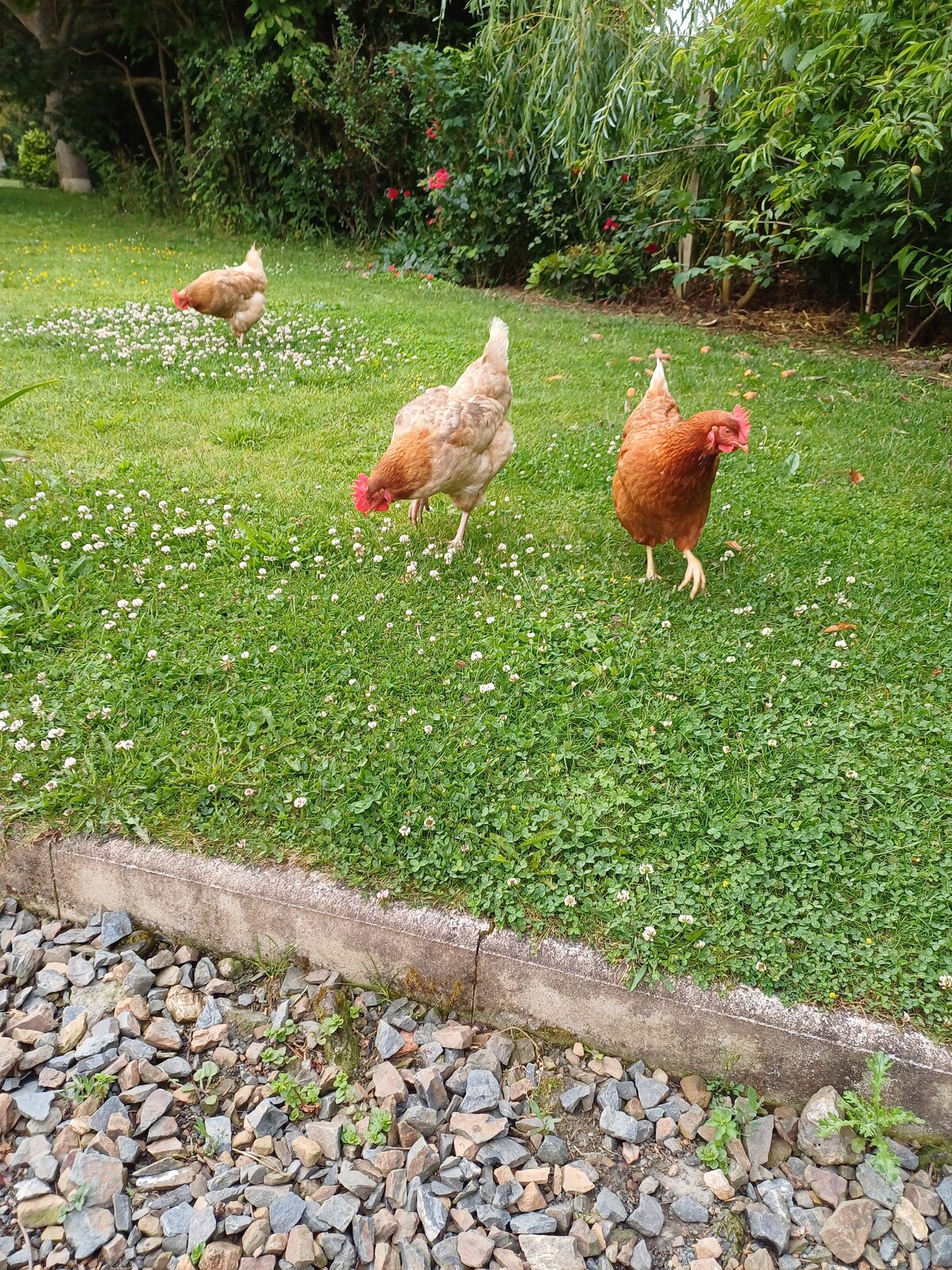 Two friendly chickens are seen pecking in a lush green garden, surrounded by small white flowers and grass. In the background, a third chicken is also foraging. The garden is bordered by a small stone path, enhancing the natural setting.