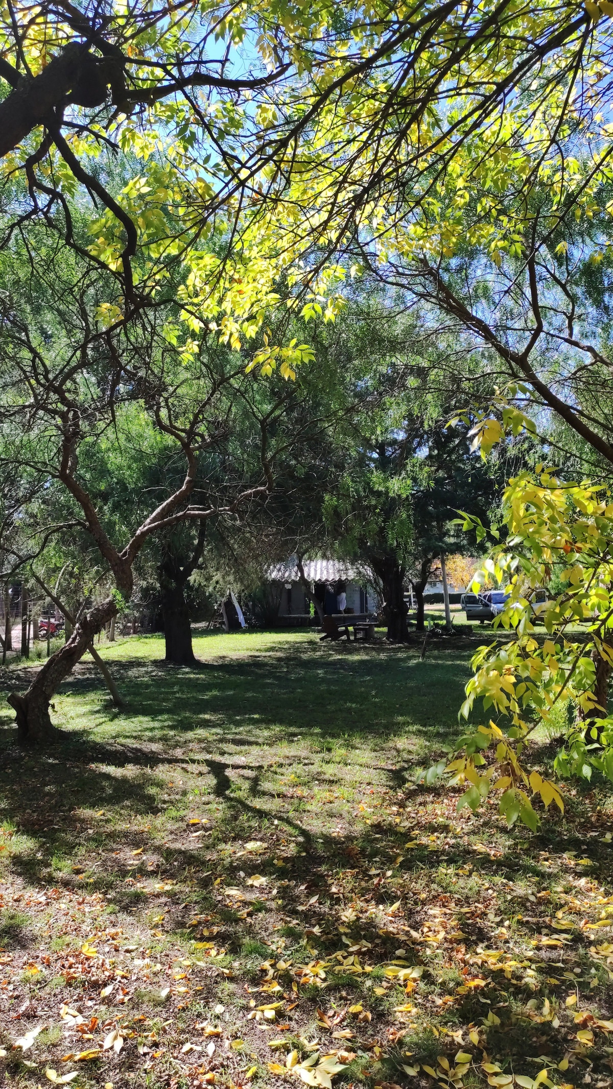 A serene garden space is framed by lush trees, with dappled sunlight filtering through the leaves. A glimpse of the house is visible in the background, surrounded by a carpet of fallen leaves on the grass.