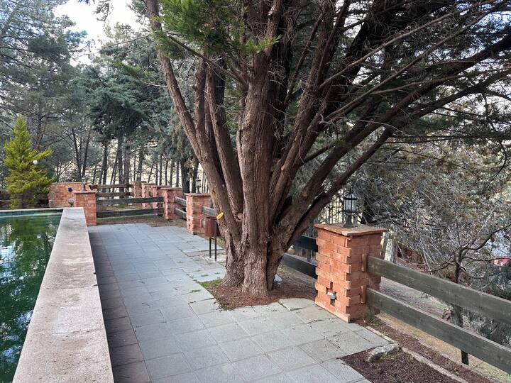 Camino junto a la casa entre grandes pinos: paseo natural en plena sierra.