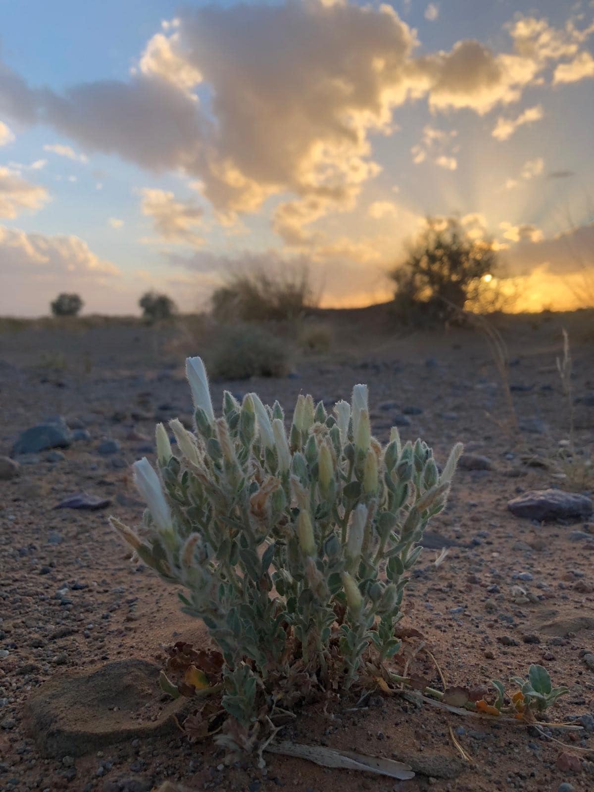 A resilient plant is visible in the foreground, surrounded by sandy terrain. The background features a dramatic sky with clouds illuminated by the setting sun, casting warm hues over the landscape. The earthy tones of the sand contrast with the soft green of the plant.