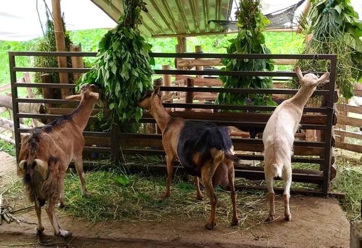 Three goats are seen feeding on greenery hanging from a wooden enclosure. The goats display a mix of brown and white fur, and the area is surrounded by natural grass, embodying a rural farming environment.