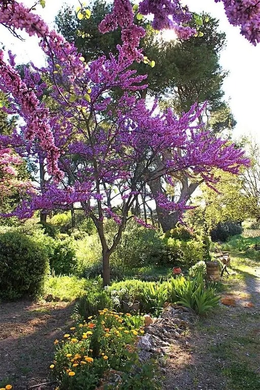 LA BERGERONNETTE