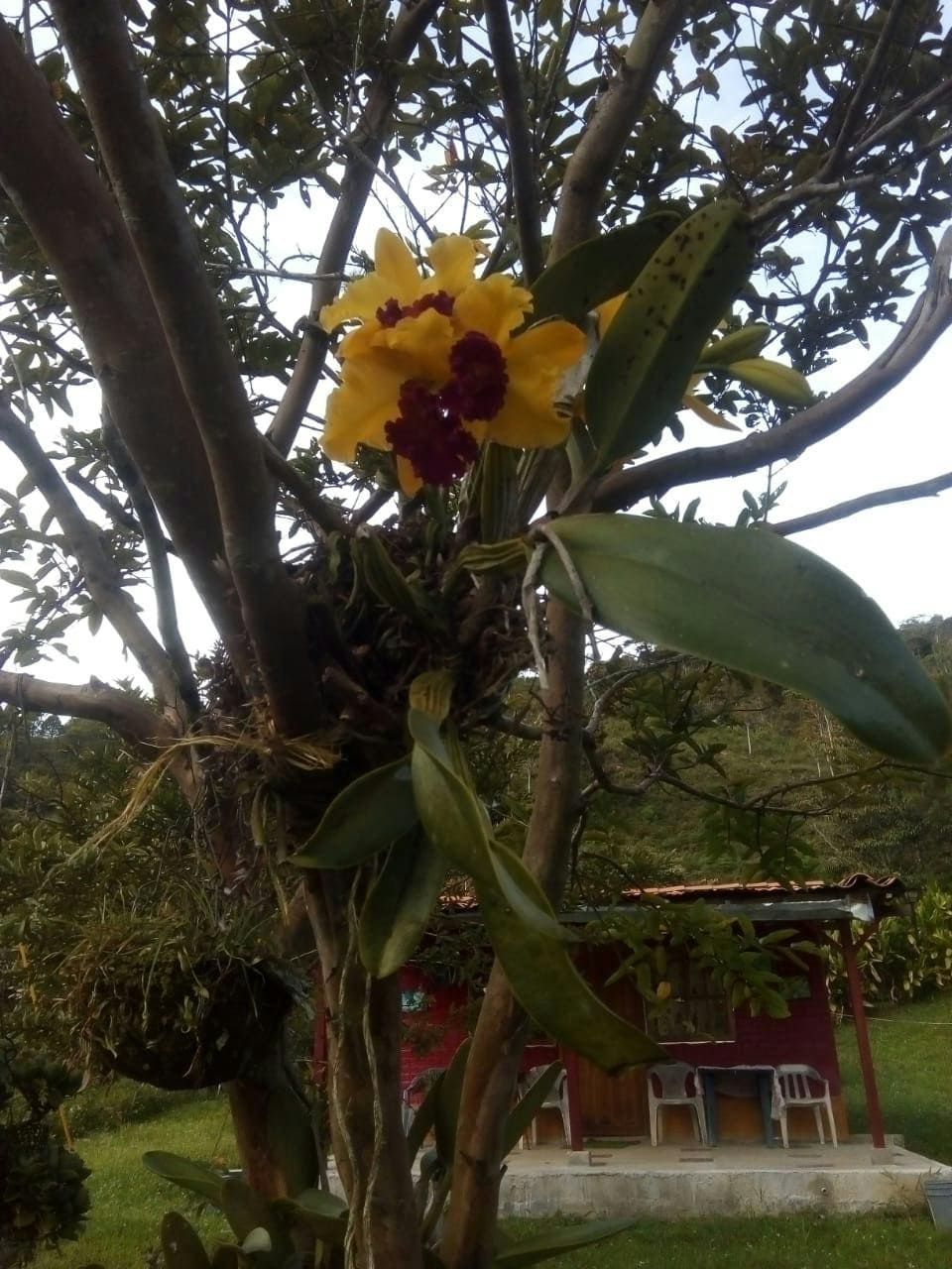 A vibrant yellow orchid with hints of red blossoms is nestled among lush green leaves on a tree. In the background, a rustic red house is partially visible, accompanied by several white chairs, surrounded by a natural landscape.